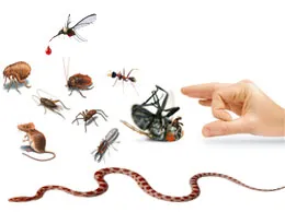 Pest Control Services